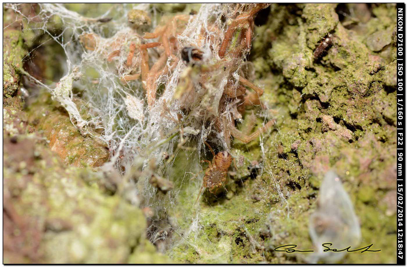 Scytodes velutina - Alghero (SS)